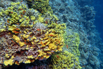 Naklejka na ściany i meble Colorful coral reef at the bottom of tropical sea, yellow salad coral (Turbinaria mesenterina), underwater landscape