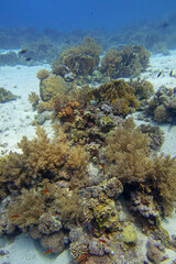 Naklejka na ściany i meble Colorful coral reef at the bottom of tropical sea, hard and soft corals, underwater landscape
