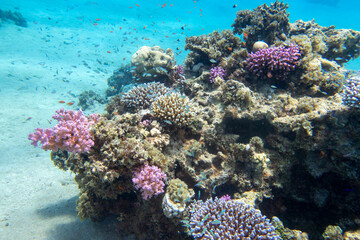 Naklejka na ściany i meble Colorful, picturesque coral reef at the bottom of tropical sea, hard and soft corals, exotic fishes anthias, underwater landscape