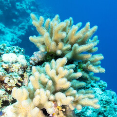coral reef with great yellow mushroom leather coral, underwater