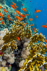 Fototapeta na wymiar Colorful, picturesque coral reef at the bottom of tropical sea, yellow fire coral, exotic fishes anthias, underwater landscape