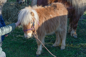 Ponies for sale at the open horse market