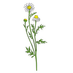 Chamomile wild field flower isolated on white background botanical hand drawn daisy sketch vector doodle illustration for design package tea, organic cosmetic, natural medicine, greeting card
