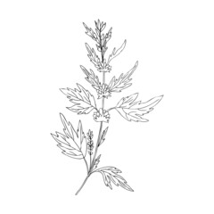 Motherwort hand drawn vector sketch isolated on white background, healing meadow line art herbal medical sedative plant, Organic food ingredient illustration for healthy market, pharmacology, cosmetic