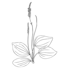 Great plantain, Plantago major medicinal plant wild field flower isolated on white background, hand drawn vector doodle line art illustration for design package tea, cosmetic, medicine, greeting card