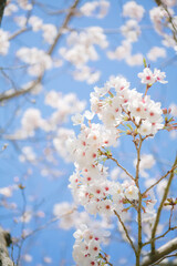 青空を背景に桜の花をクローズアップ	