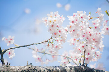 小枝に咲く満開の桜	