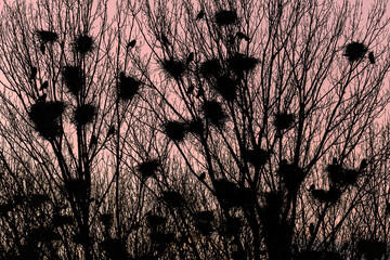 Backlight at sunset of a colony of rooks with their nests among the branches of the poplars. Corvus frugilegus.