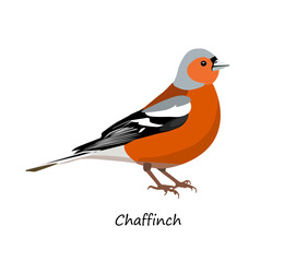 Chaffinch isolated on white background. Vector illustration