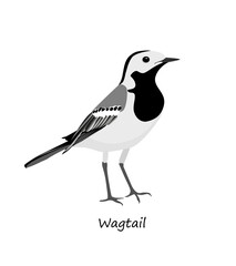 White wagtail isolated on white background. Vector illustration