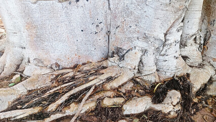 bark texture