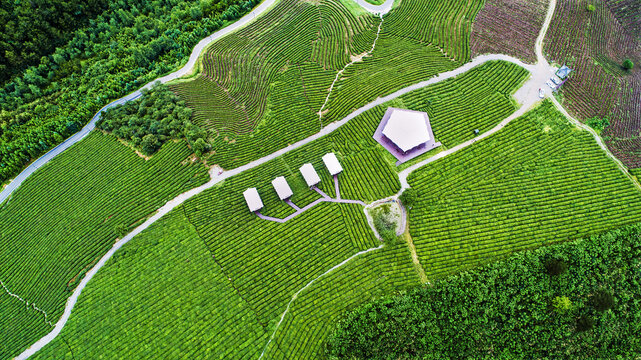 Green Tea garden scientific management