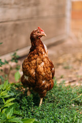 ein junger Hahn auf einem bauernhof vertikal