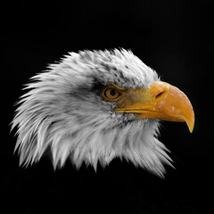 bald eagle head in profile close up
