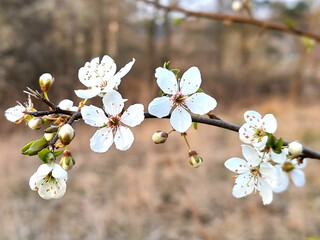 Blüten im Frühjahr