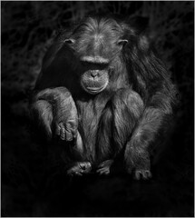 close up of chimp sitting black and white