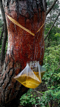 wild plant Rosin collection raw material