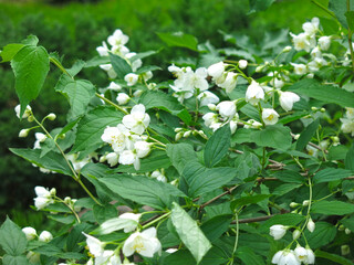 luxurious fragrant white jasmine blooms in the garden in summer