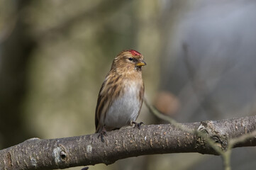 Red Poll