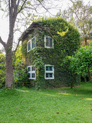 Construction of white house with green ivy leaf on the front window in chiangmai province thailand....