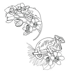Isolated vector illustration
chameleon in tropical flowers. Exotic animals with line, logo, icons, blank for designer.