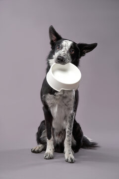 Naklejki dog holding an empty bowl. Happy Border Collie on a grey background in studio. feeding pet