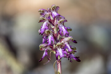 Giant orchid, Long-bracted orchid, Barlia robertiana, European wild orchid 