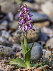 Giant orchid, Long-bracted orchid, Barlia robertiana, European wild orchid 