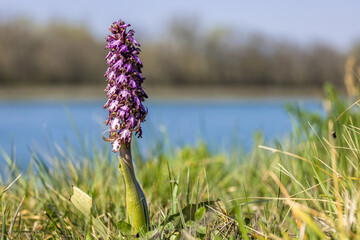 Giant orchid, Long-bracted orchid, Barlia robertiana, European wild orchid 