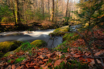 stream in forest