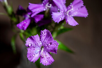 Close up of a beautiful flower, macro photography