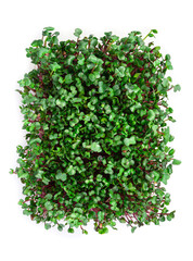 Obraz premium Micro-green isolated on a white background. Micro radish