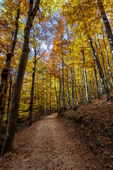 Obraz premium Colorful beech fall forest in Ordesa and Monte Perdido NP, Pyrenees, Aragon in Spain