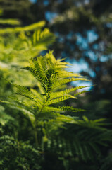 Green tree foliage