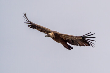 Griffon vulture, Gyps fulvus in Monfrague National Park. Extremadura, Spain