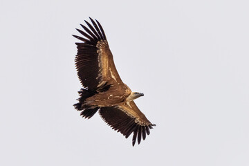 Griffon vulture, Gyps fulvus in Monfrague National Park. Extremadura, Spain