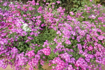 Cineraria, florist's cineraria or common ragwort (Pericallis × hybrida) blossom flowers in the park