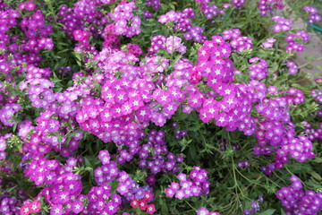 Cineraria, florist's cineraria or common ragwort (Pericallis × hybrida) blossom flowers in the park