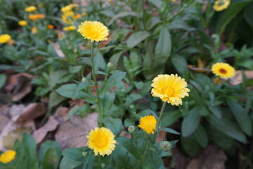 Yellow Sunflower (Dimorphotheca; Vaill. ex Moench) in the park