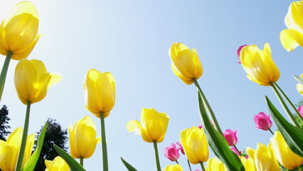 Many yellow tulips sway in the wind in an open space in the park. Concept of a greeting card for valentines day, mothers day, international womens day, flower delivery. 4k