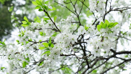 The plum tree blooms in spring in the park and sways in the wind. The concept of agriculture, flowering, allergies, harvest 