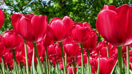 Many red and burgundy tulips sway in the wind in an open space in the park. Concept of a greeting card for valentines day, mothers day, international womens day, flower delivery. 4k