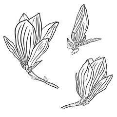 Set of three beautiful magnolia flowers on a white background. Outline black and white illustration of magnolia flowers for your design.