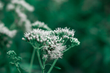 close up of a flower