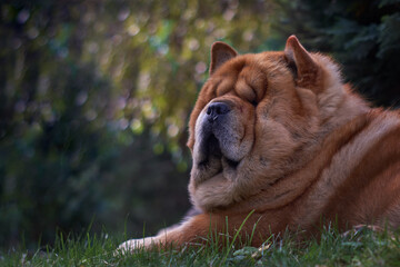 Outdoor portrait of a chow dog