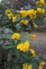 yellow trumpetbush, yellow bells, yellow elder, ginger-thomas (Tecoma stans) flowers on the tree