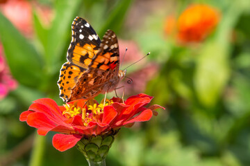 Butterfly on a red zinnia flower on a green background in a blooming summer garden. Monarch butterfly pollinating flowers in the summer day, soft background
