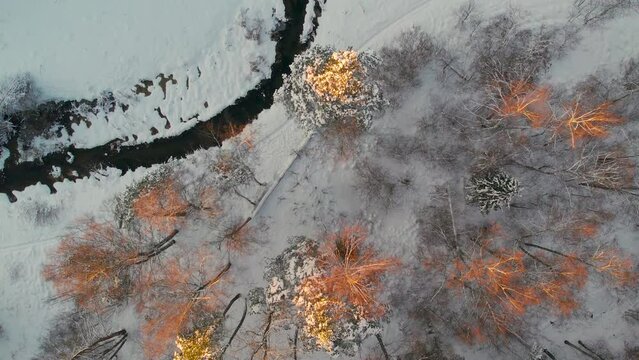 Unfrozen river in winter. Falling snow flakes. Winter coniferous white forest