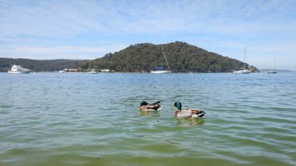 two ducks swimming in water near a mountain