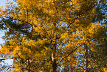 yellow pine tree outdoor